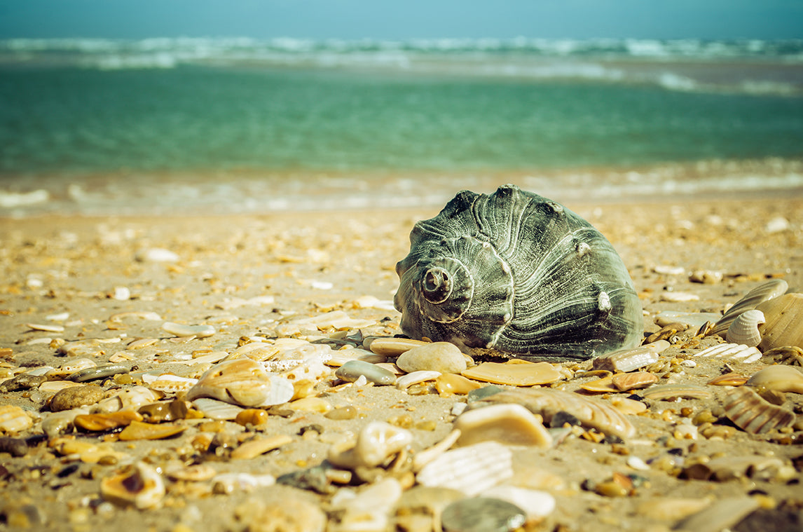 Daydreams on the Shore Coastal Nature Photo DIY Wall Decor Instant Download Print - Printable